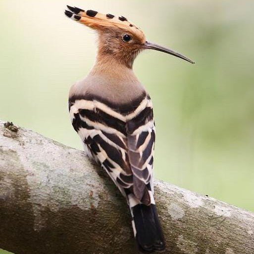 Antique Diamond Bird Head Charm of Silver Topped 14k Gold - Trademark Antiques