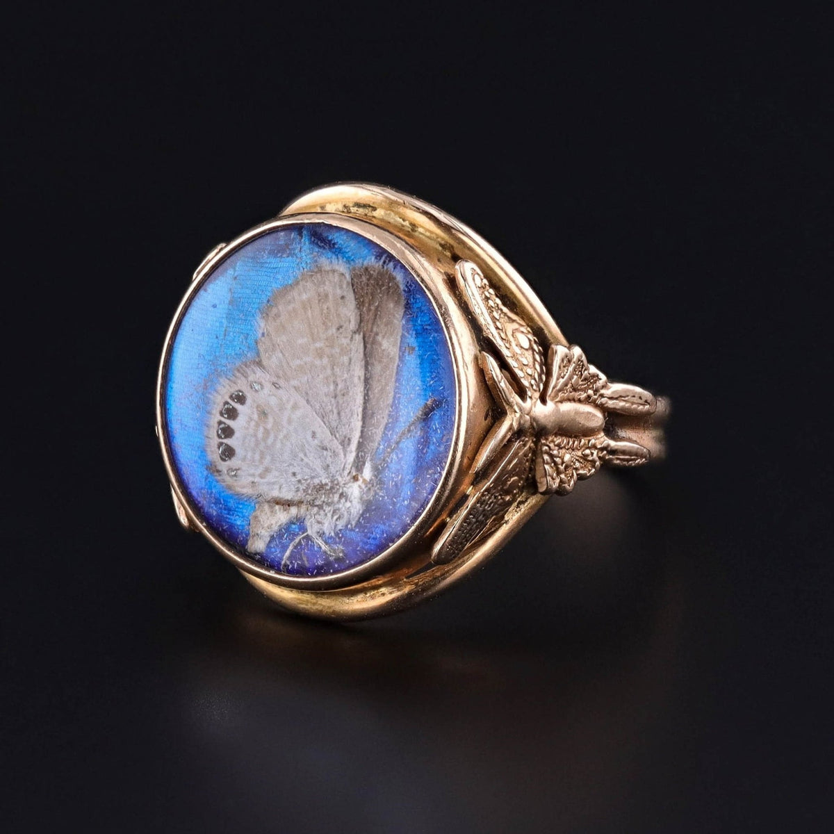 On HOLD - Antique Morpho Butterfly Ring of 14k Gold - Trademark Antiques