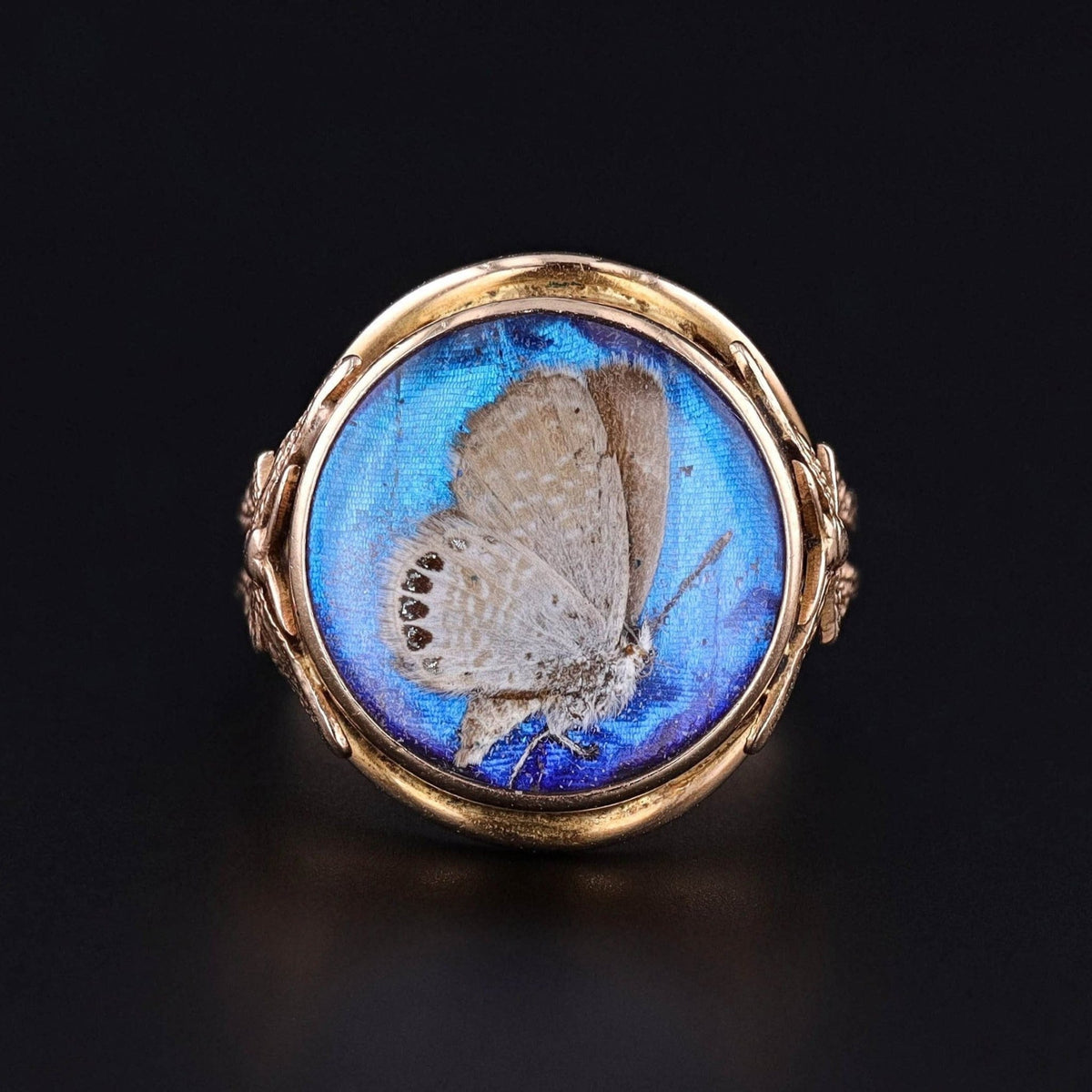 On HOLD - Antique Morpho Butterfly Ring of 14k Gold - Trademark Antiques