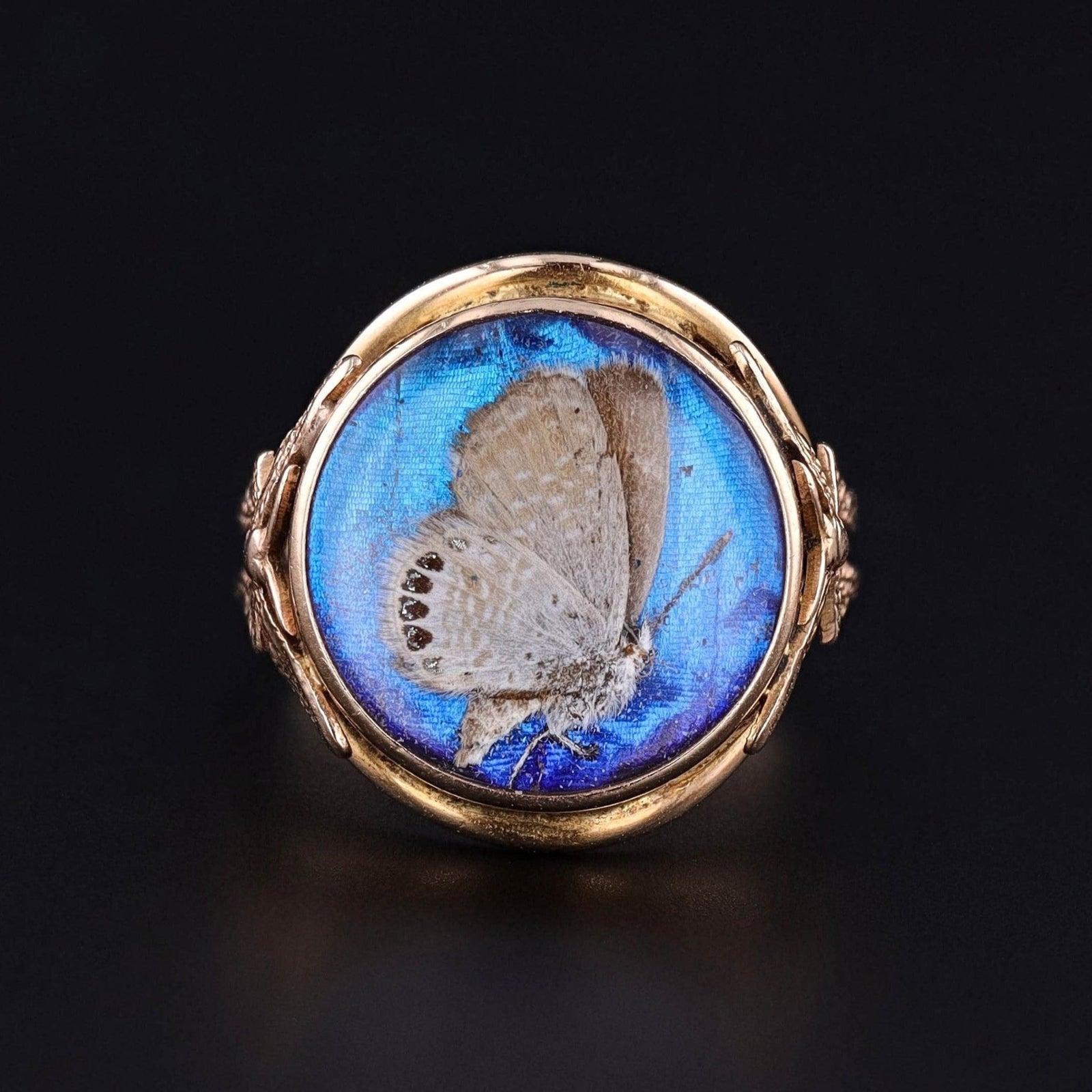 On HOLD - Antique Morpho Butterfly Ring of 14k Gold - Trademark Antiques