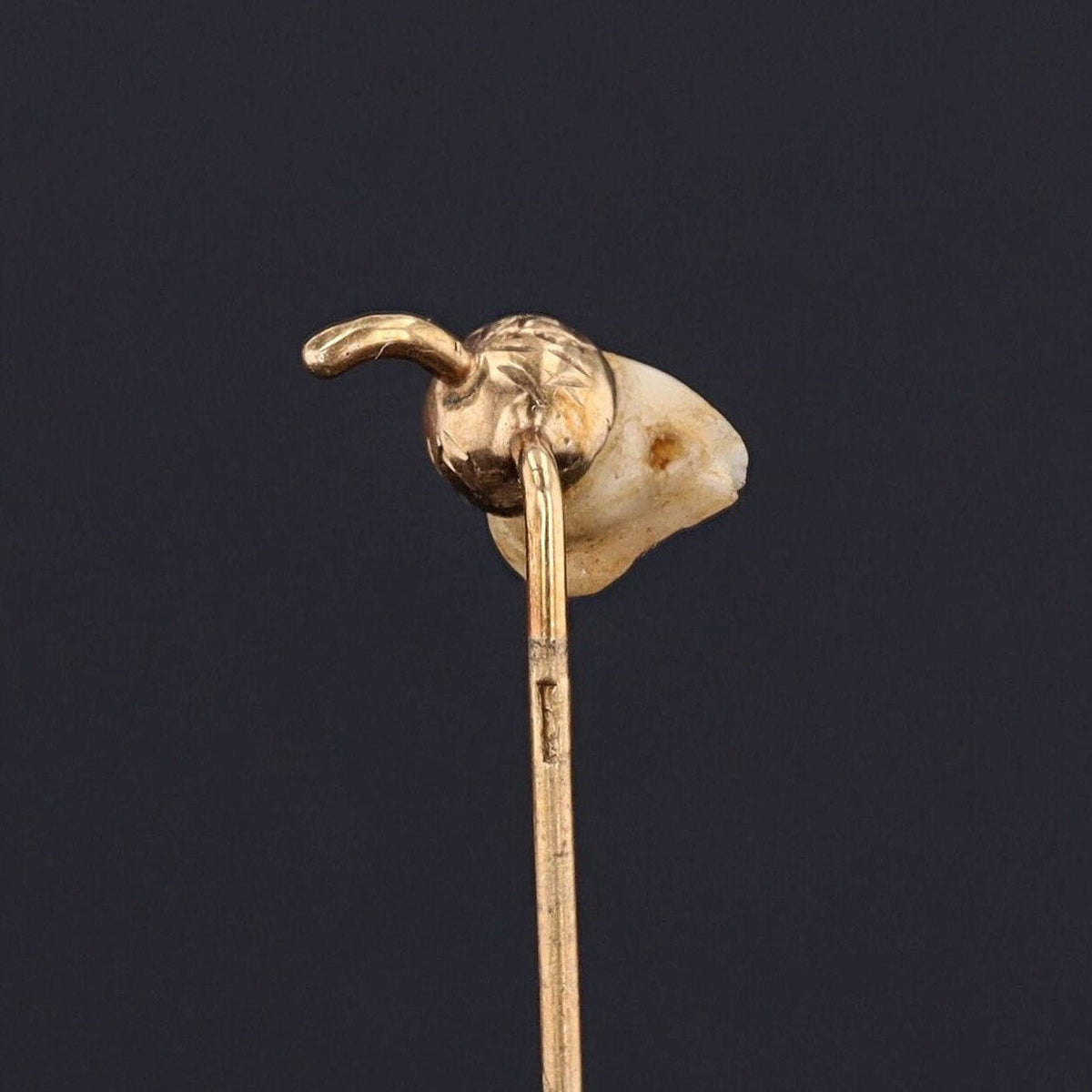 RESERVED - Antique Milk Tooth Acorn Stickpin of 14k Gold - Trademark Antiques