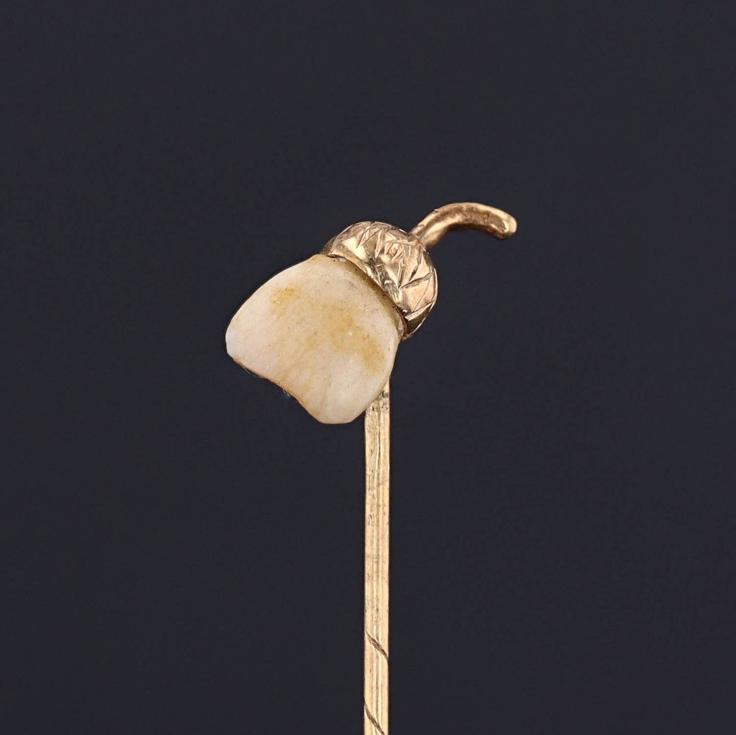 Milk Tooth Stickpin | Acorn Pin 